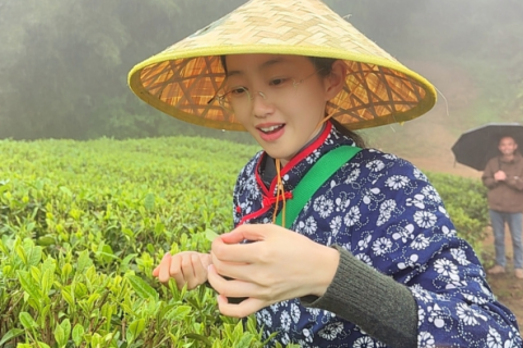 洪紫千：福鼎白茶越老越值钱？